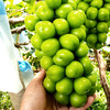 西昌晴王阳光玫瑰葡萄果粒饱满Q弹爽脆甜而不腻 商品缩略图2