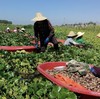 米马生鲜 头茬正宗洪湖老菱角 现摘现发 生熟两吃 个头饱满 肉厚味甘 商品缩略图4