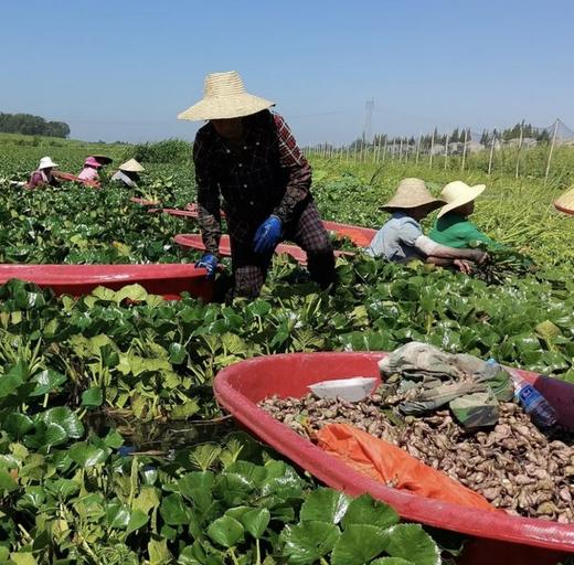 米马生鲜 头茬正宗洪湖老菱角 现摘现发 生熟两吃 个头饱满 肉厚味甘 商品图4