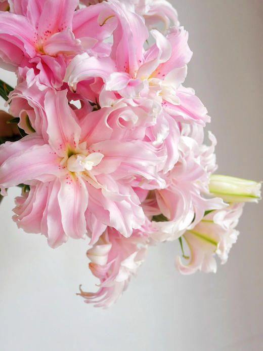 重瓣百合粉蝶【蝴蝶即使飞不过沧海，也没有人忍心责怪】简小姐精选 新品 重瓣百合粉蝶 下单后5天内发货 商品图3