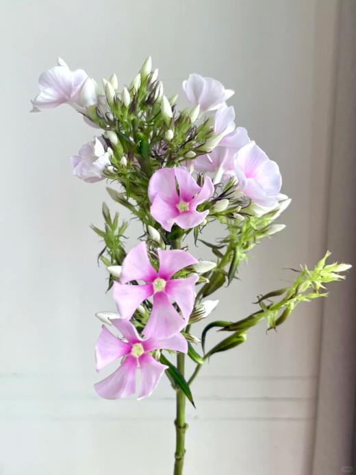 精品花材福禄考一扎 商品图3