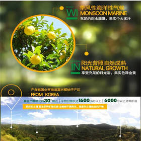 全南蜂蜜柚子茶1kg 韩国进口冲调饮品 水果茶柚子茶下午茶 /传统滋补 /蜂蜜/蜂产品 /蜂蜜