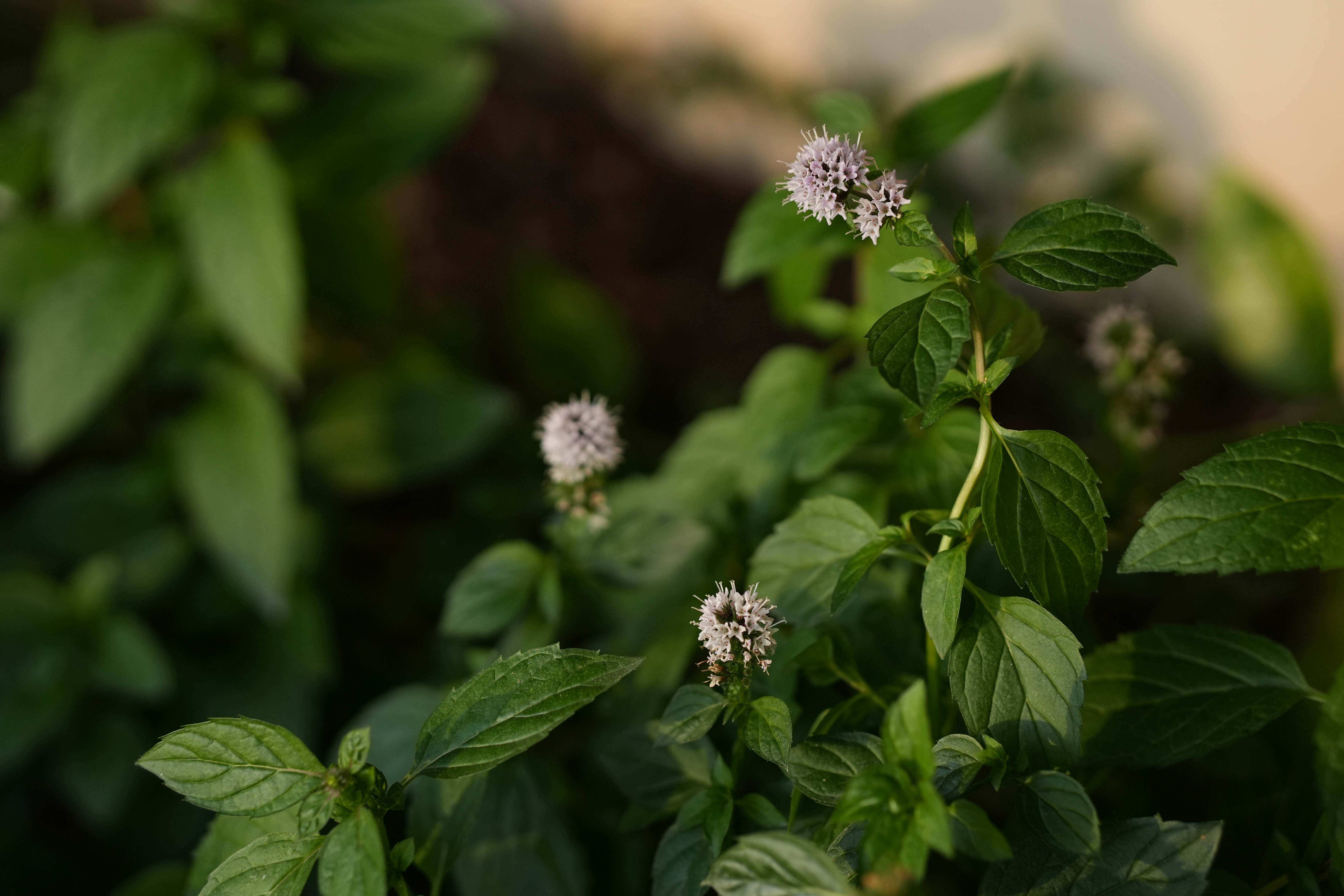芳研社 | 精油咨询服务  胡椒薄荷香薰油