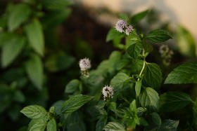 芳研社 | 精油咨询服务  胡椒薄荷香薰油