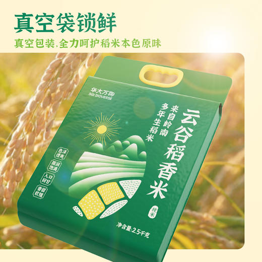 【云谷稻香米】华大万物云谷稻香米圆润饱满香甜软糯多年生大米真空包装2.5kg 商品图6