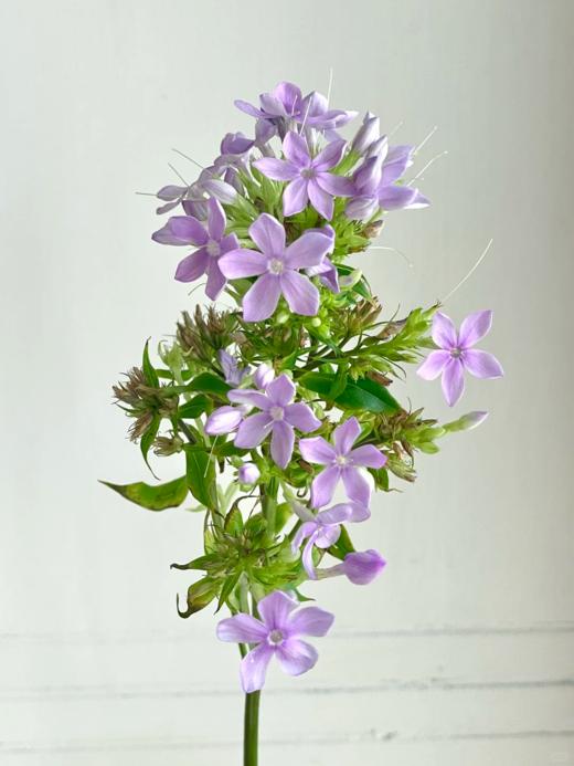 精品花材福禄考一扎 商品图1