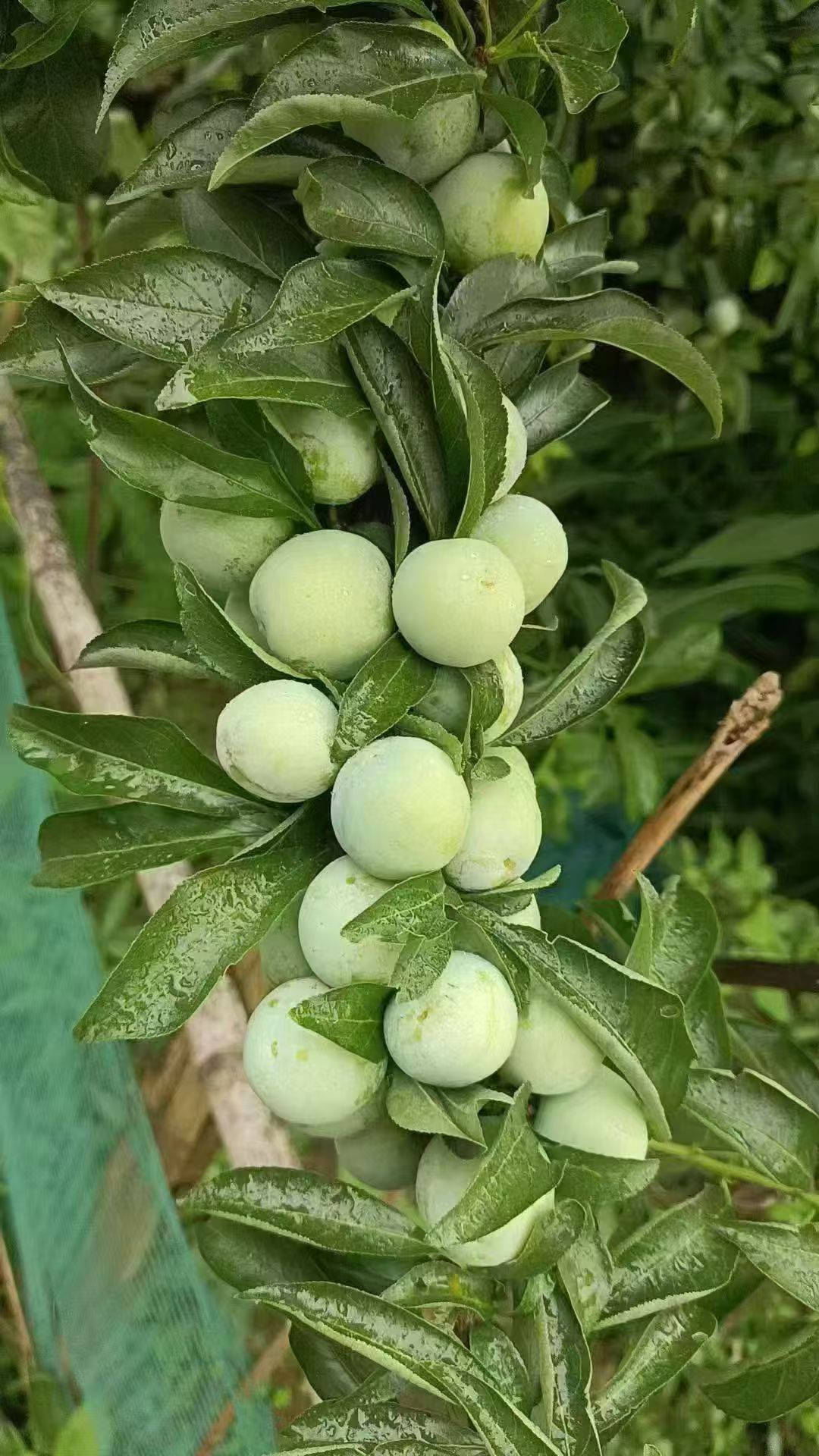 藏在大山里的 "酸甜精灵"错过在等一年