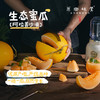 【预售，预计7.5日左右开始发货】阿拉善生态蜜瓜（基地直发-顺丰包邮） | 来自内蒙古阿拉善致良田，生产者：马彦伟，【合作生产，公平贸易】 商品缩略图0