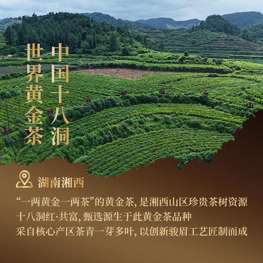 正山堂 十八洞红共富 特级红茶骏眉中国正宗湖南黄金茶叶罐装50g 商品图4