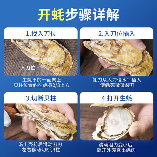 严选 | 贝司令乳山刺身级生蚝 4.5斤/箱 重5-7.5两/只 蚝肉饱满 鲜嫩多汁 送：开蚝三件套（手套+蚝刀+芥末2g） 商品图3