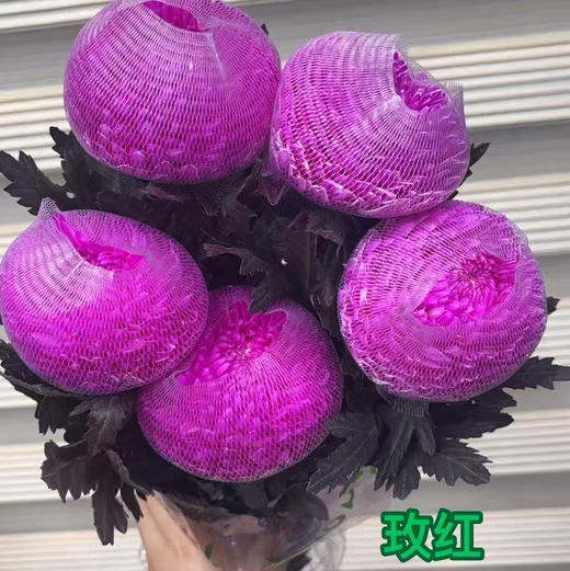 丰岛牡丹菊-玫红色 商品图1