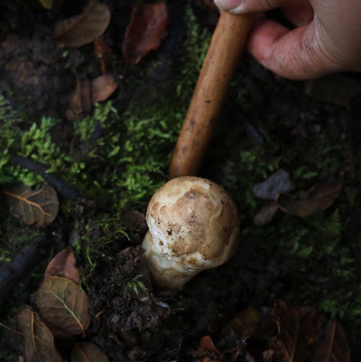 阿坝州小金县特产新鲜松茸菌菇未开伞 商品图0