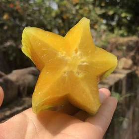 福建漳州甜杨桃清新爽口，咬下去满口鲜甜