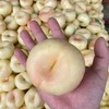 【粉玉蟠桃】顺丰/京东到家 香味浓郁 果肉细嫩无渣 软硬两吃 硬吃脆甜 软吃爆汁 爆汁甜蜜 商品缩略图1