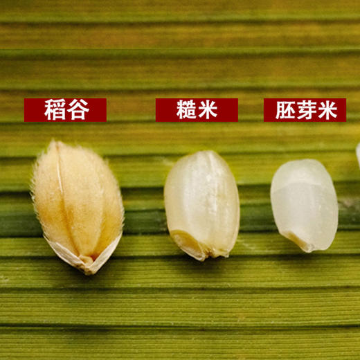 5斤装东北五常胚芽米、米粒淡黄、营养健康 商品图2