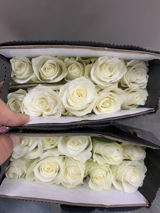 花木里骄傲C 商品图1