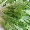 【预售7月5号/6号发货】生态高原紫花菜（农场直发-顺丰包邮）|紫花菜3.5—4斤装，来自四川小金，生产者：吴明清【合作生产，公平贸易 商品缩略图7