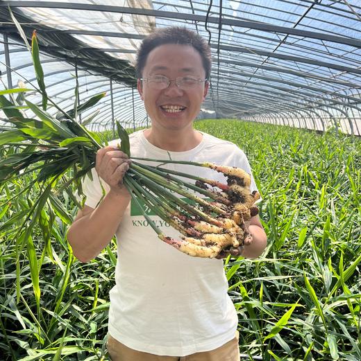 生态蟠桃鲜嫩仔姜  | 姜味实足  现挖现发  | 基地直发包邮*Flat Peach Ginger 商品图1