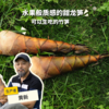 生态甜龙笋 （可生食，不需焯水）| 合作生产*Eco-sweet  bamboo shoots | Coproduction 商品缩略图0