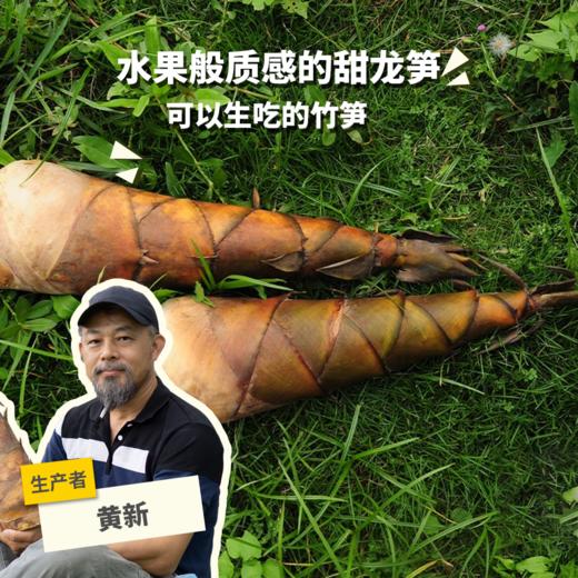 生态甜龙笋 （可生食，不需焯水）| 合作生产*Eco-sweet  bamboo shoots | Coproduction 商品图0