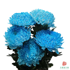 市场牡丹菊-雨墨蓝 5枝一扎