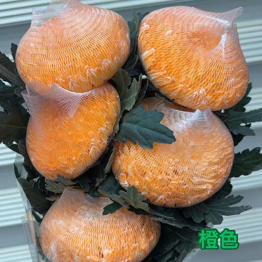 丰岛牡丹菊-橙色 商品图1