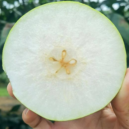 湖北翠冠梨4.5斤中果（商） 商品图3