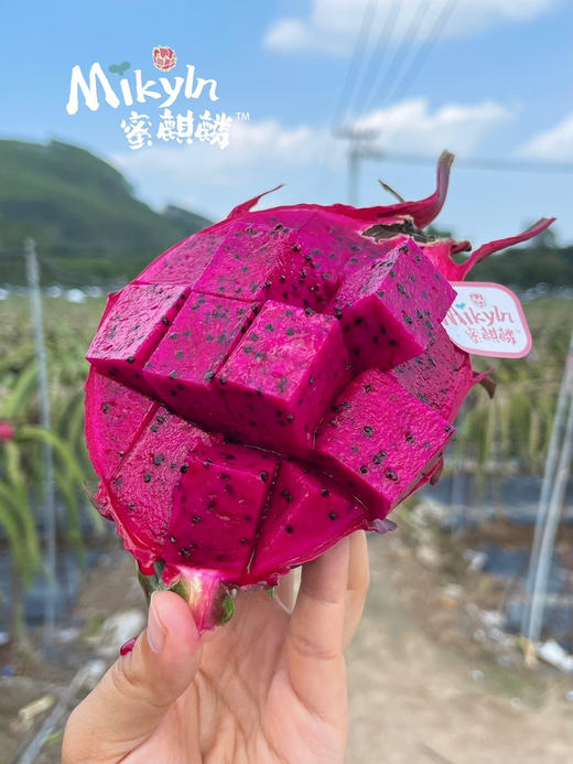 顺丰包邮到家，蜜麒麟火龙果台湾原种福建种植🌱台湾30年种植历史的农学家经过多年努力于2012年成功培育的新品火龙果，超级香甜，5斤/箱，5-6粒 商品图1