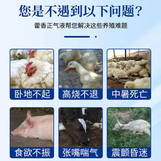 【禽畜抗应激常备，藿香正气水！】藿香正气水250ml宠物家禽家畜专用 藿香正气水降温解暑 防中暑-QA 商品图1