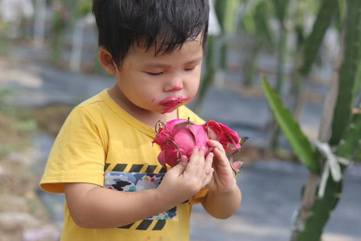顺丰包邮到家，蜜麒麟火龙果台湾原种福建种植🌱台湾30年种植历史的农学家经过多年努力于2012年成功培育的新品火龙果，超级香甜，5斤/箱，5-6粒 商品图3