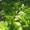 【预售7月5号/6号发货】生态高原紫花菜（农场直发-顺丰包邮）|紫花菜3.5—4斤装，来自四川小金，生产者：吴明清【合作生产，公平贸易 商品缩略图8