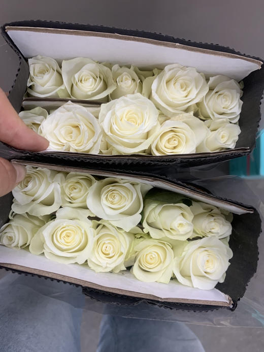 花木里骄傲C 商品图2