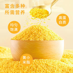  新货农家黄小米易煮易熟/黄润油亮/米油醇厚