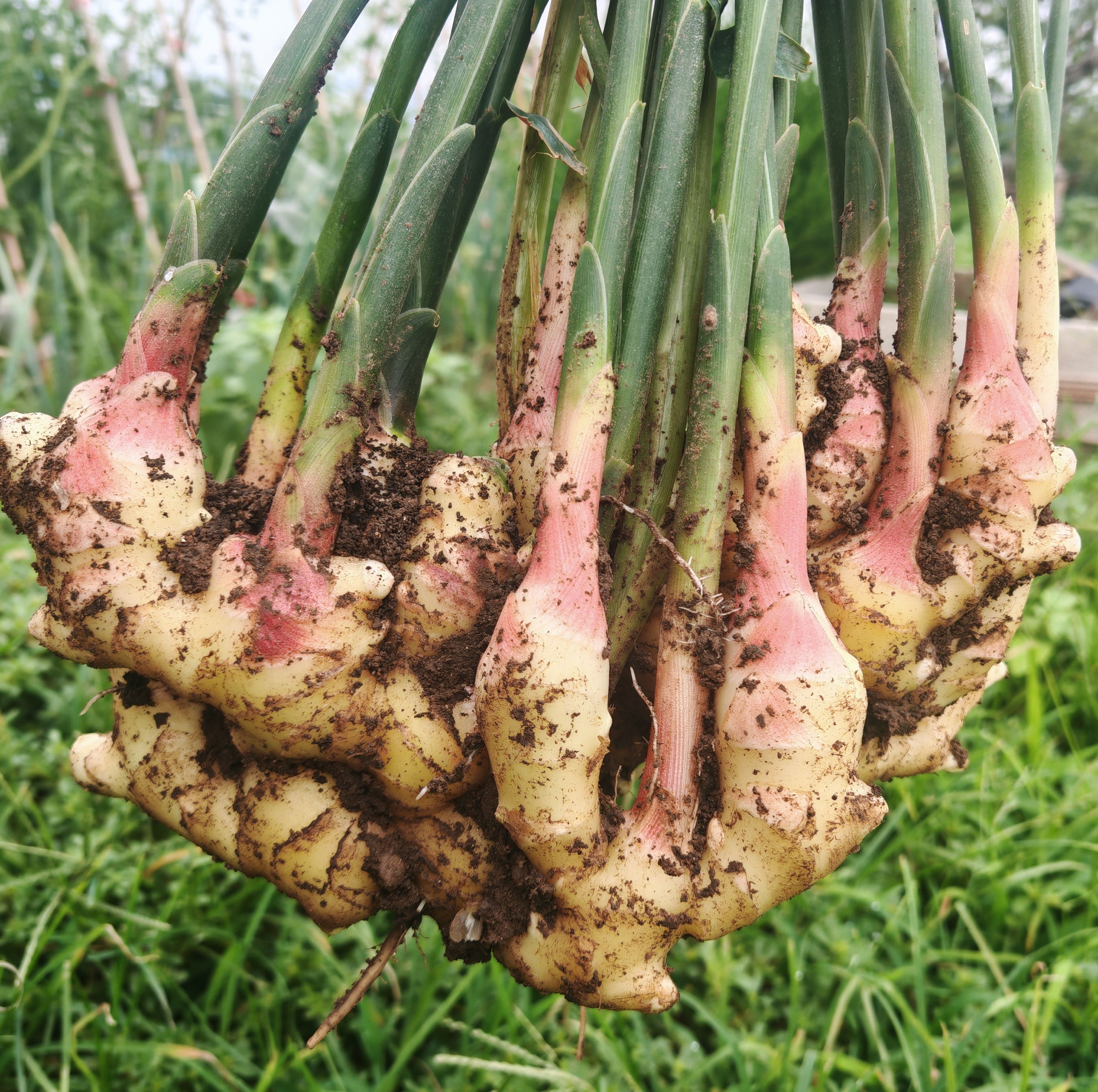 生态蟠桃鲜嫩仔姜  | 姜味实足  现挖现发  | 基地直发包邮*Flat Peach Ginger