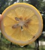 新西兰柠檬 |外形漂亮， 个头饱满，色泽鲜亮滋润，果蒂稍青、新鲜完整，散发浓郁柠檬清香，口感浓酸爽口，汁多肉鲜，茎肉无子，富含维生素C和柠檬酸，老少皆宜… 商品缩略图3
