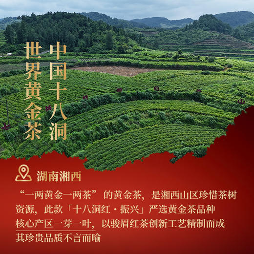 正山堂 十八洞红振兴 特级红茶骏眉中国正宗湖南黄金茶叶罐装50g 商品图4