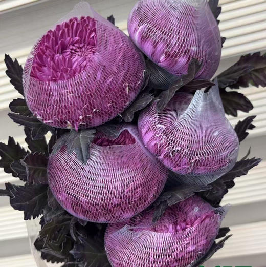 牡丹菊.布朗尼 商品图1