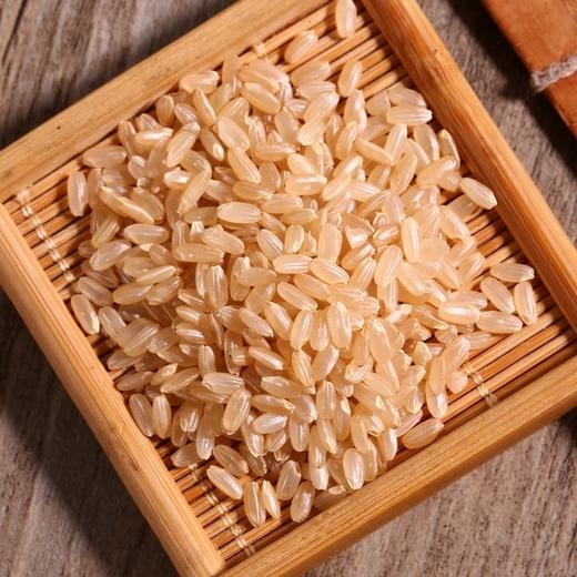 5斤装东北五常胚芽米、米粒淡黄、营养健康 商品图3