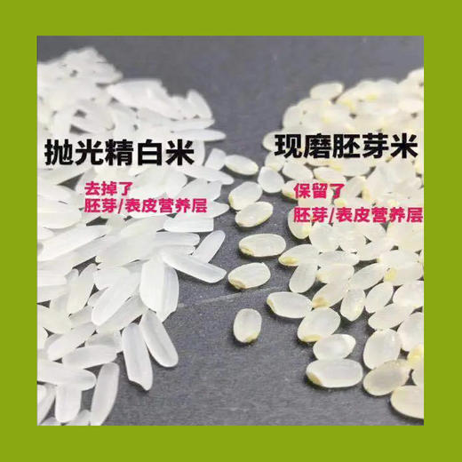 5斤装东北五常胚芽米、米粒淡黄、营养健康 商品图4