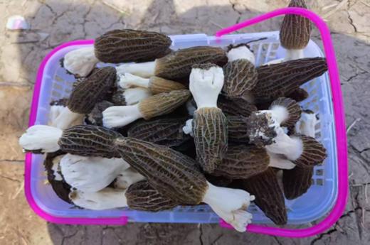 生态羊肚菌（干）|菌体饱满 肉质厚实 色泽自然 干品复水率高 商品图1