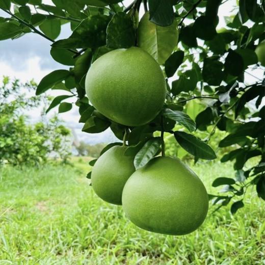 泰国大口马牙白蜜柚 商品图2