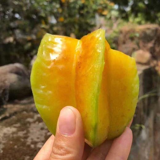 福建漳州甜杨桃清新爽口，咬下去满口鲜甜 商品图1