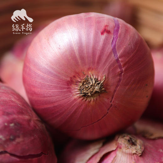 生态洋葱（洛阳） | 合作生产* Eco-onion | Coproduction 商品图2