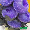 丰岛牡丹菊-梦幻紫 商品缩略图0