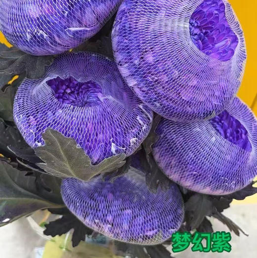 丰岛牡丹菊-梦幻紫 商品图0