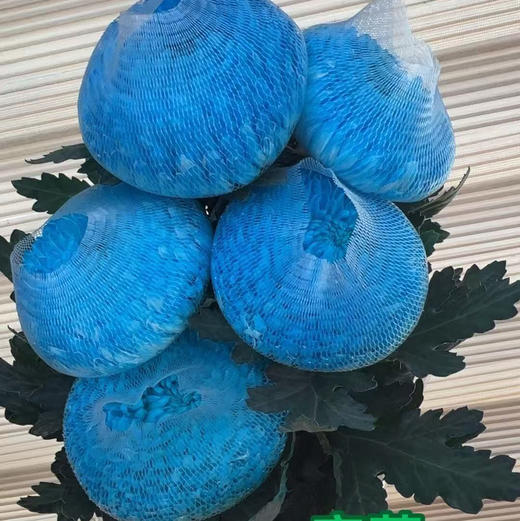 丰岛牡丹菊-碎冰蓝 商品图2