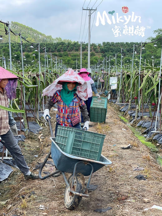 顺丰包邮到家，蜜麒麟火龙果台湾原种福建种植🌱台湾30年种植历史的农学家经过多年努力于2012年成功培育的新品火龙果，超级香甜，5斤/箱，5-6粒 商品图6