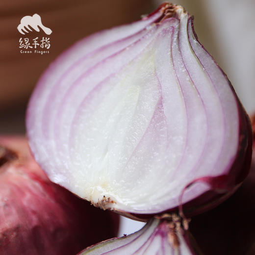 生态洋葱（洛阳） | 合作生产* Eco-onion | Coproduction 商品图1