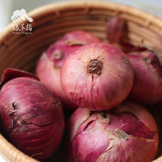 生态洋葱（洛阳） | 合作生产* Eco-onion | Coproduction 商品图3