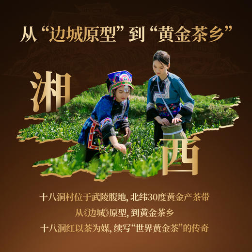 正山堂 十八洞红共富 特级红茶骏眉中国正宗湖南黄金茶叶罐装50g 商品图3